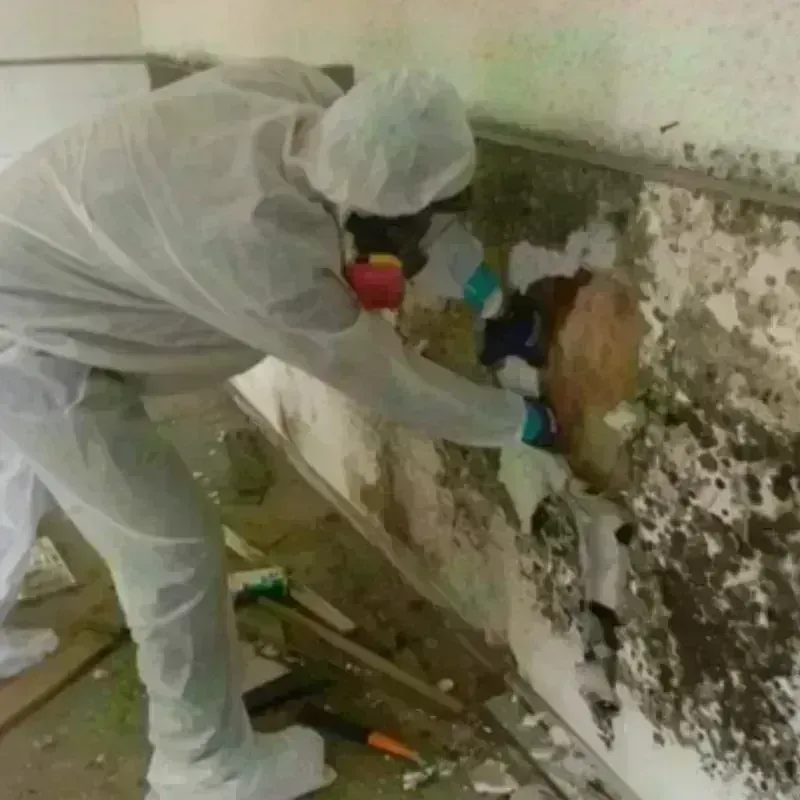 Mold Remediation and Removal in Varnville, SC